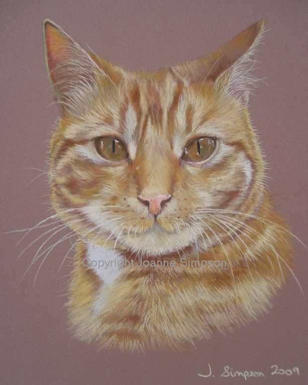 Ginger tabby cat pet portrait by Joanne Simpson